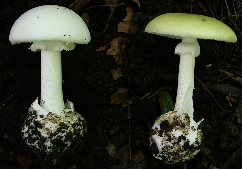 Amanita phalloides